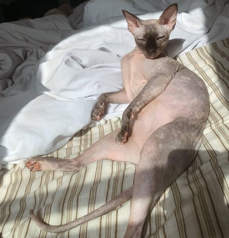 20 Times Pets Proved to Be Aliens Who Recharge From the Sun