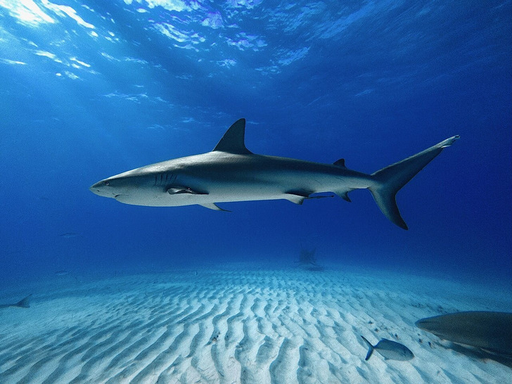 A Caribbean reef shark, the Bahamas