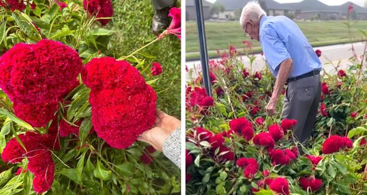 Side-by-side screenshot of an elderly man and his red flowers.