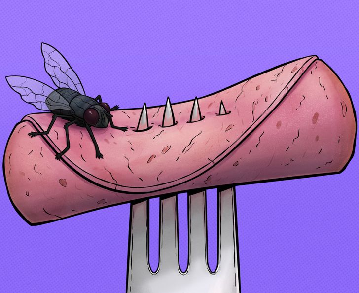 Ce se întâmplă cu adevărat atunci când o muscă aterizează pe mâncarea ta