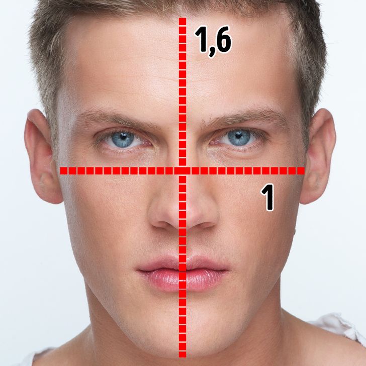perfect face proportions male