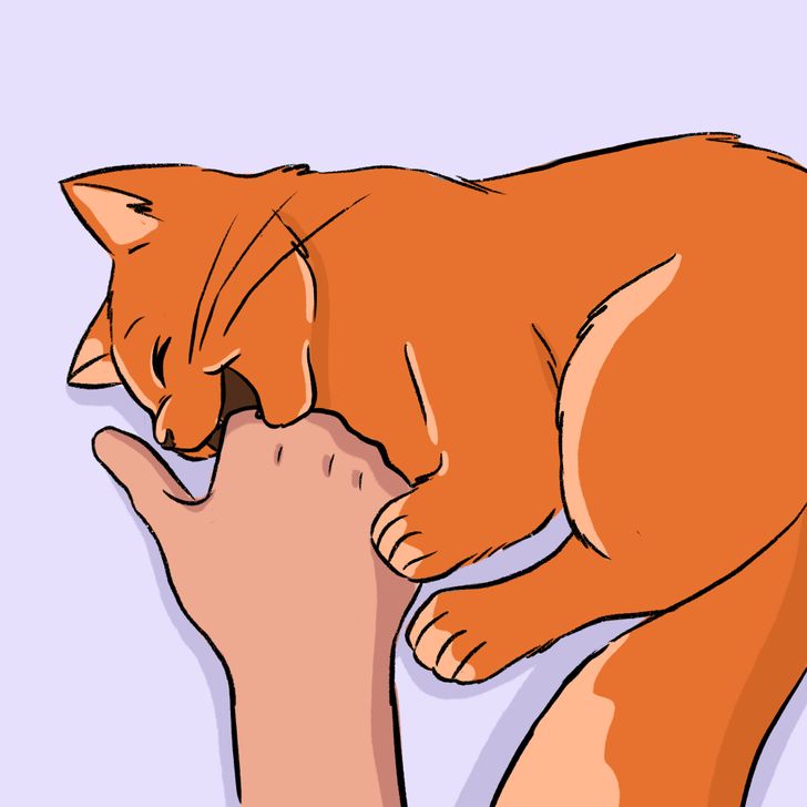 10+ Ways Your Cat Says, “I Love You”