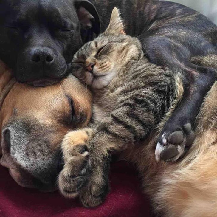 A cat and two dogs sleeping soundly together while cuddling