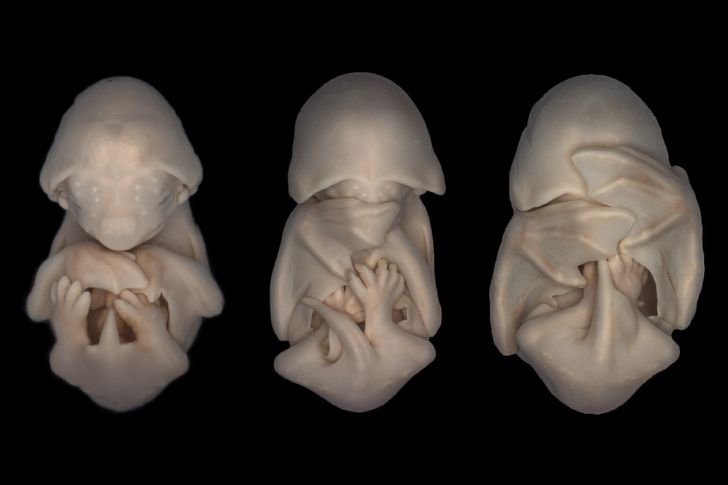 15 utterly amazing photographs of animals in the womb