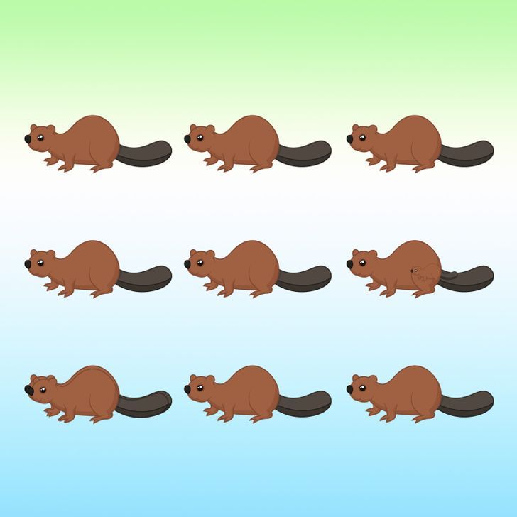 How many beavers do you see in the picture below?