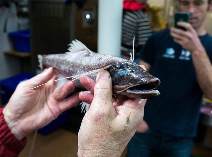 Scientists Show Us 11 Scary Creatures Living in Australia