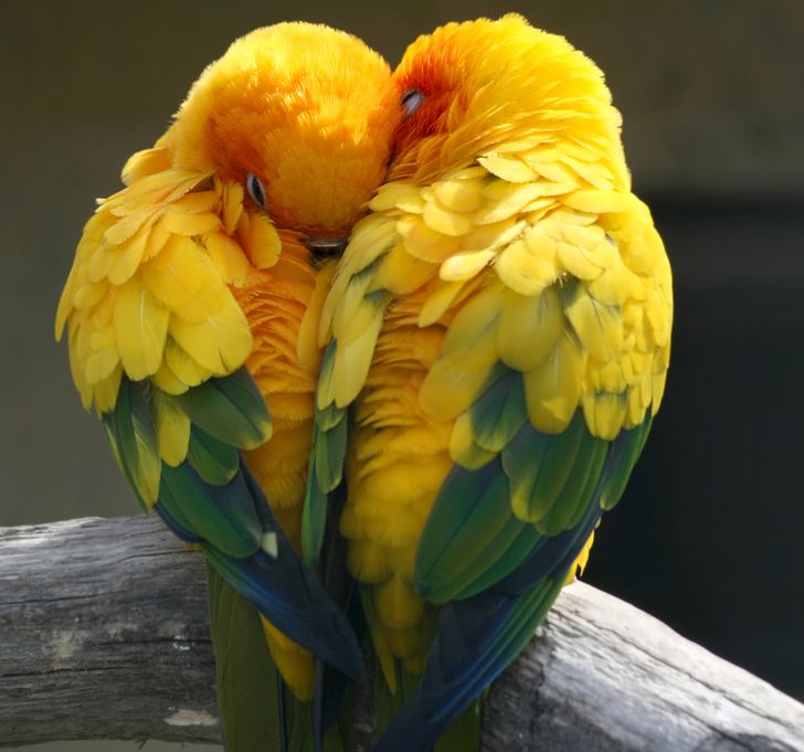 7 Animals Who Belong to Their Partners Forever