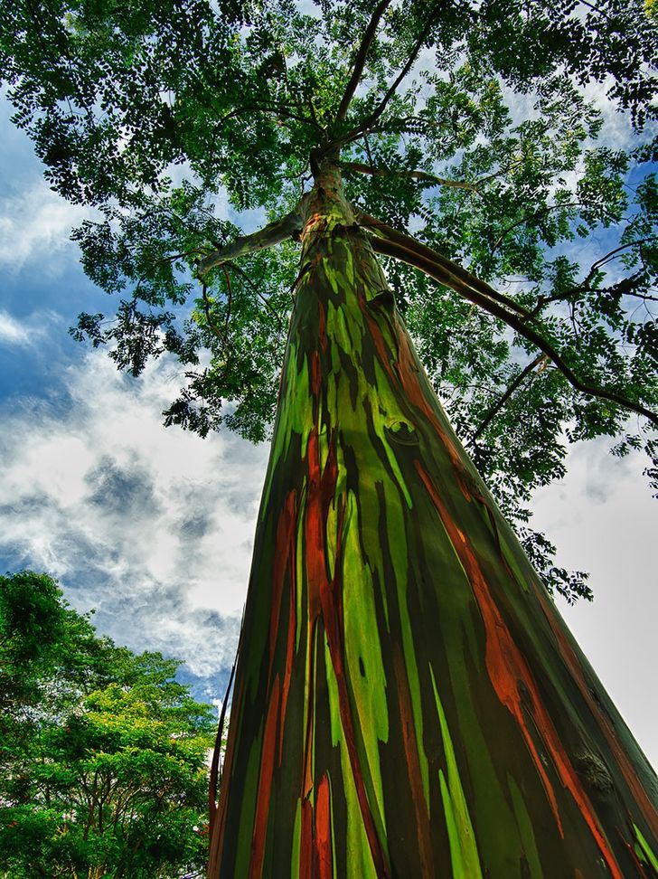 The 15 Most Beautiful Trees in the World