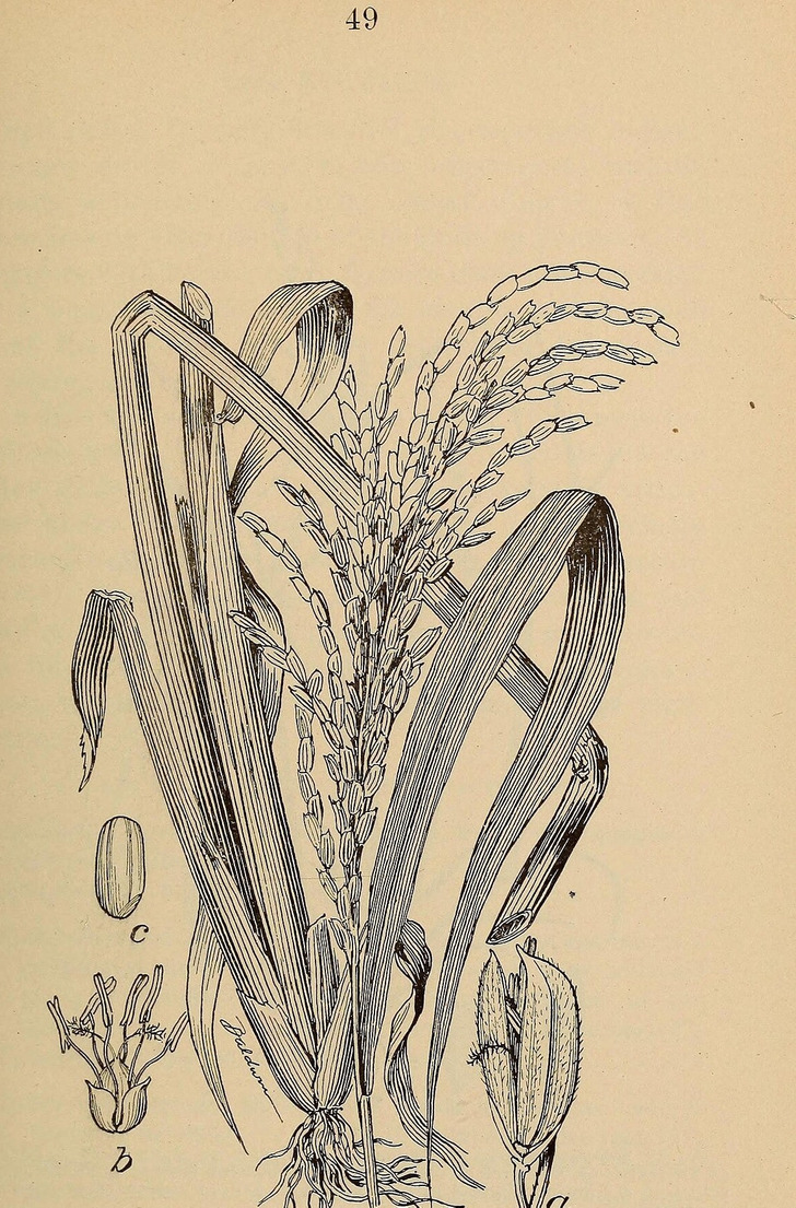 A rice plant, from the book American Grasses, 1897 (illustration)