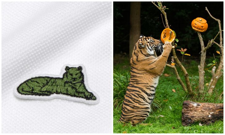 Lacoste crocodile logo replaced by endangered species