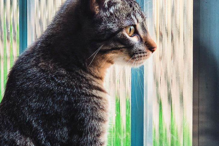 Back After 2 Years, Waiting by the Window to Be Let In