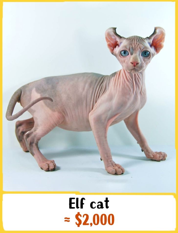 cat with no hair price