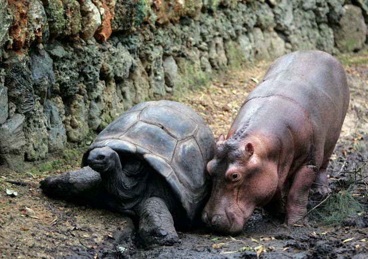18 Kind Animals That Adopted Other Species