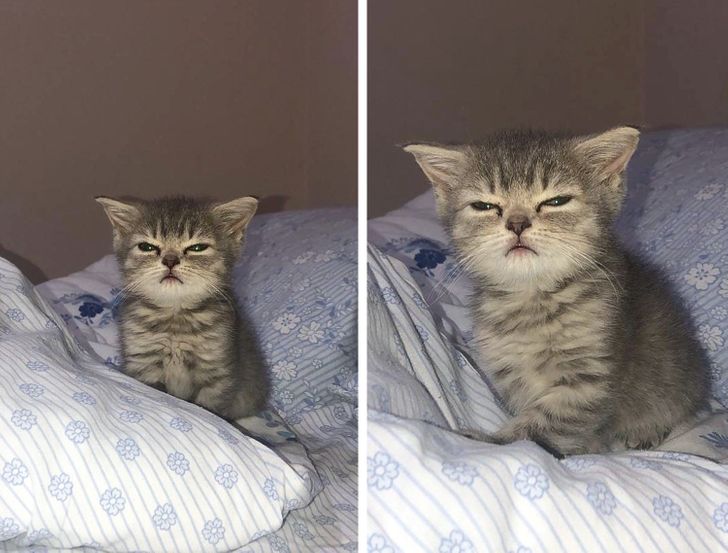 18 Cunning Pets That Are Incredibly Skillful at Making a Sad Face