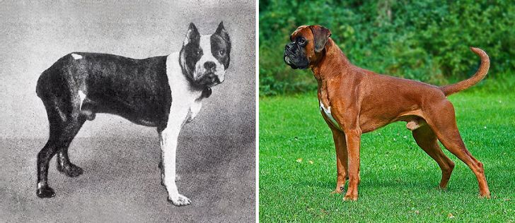 How Dog Breeds Have Changed Over the Last 100 Years