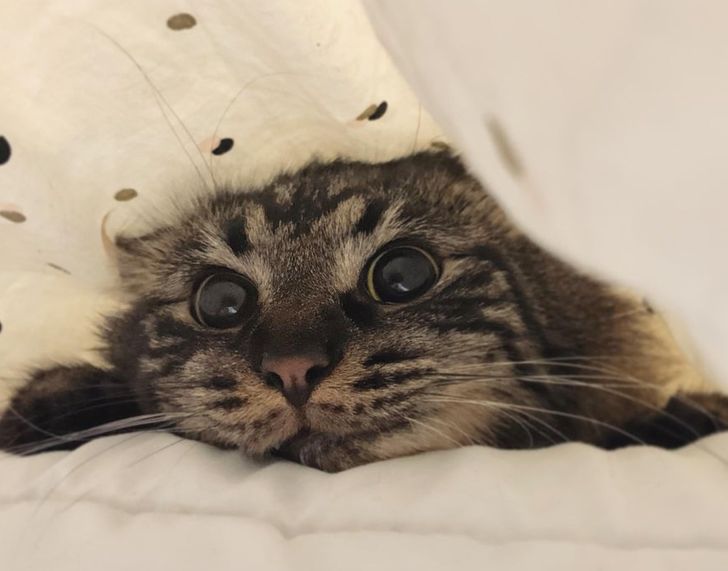 A Study Finds That Your Cat Thinks of You as a Parent