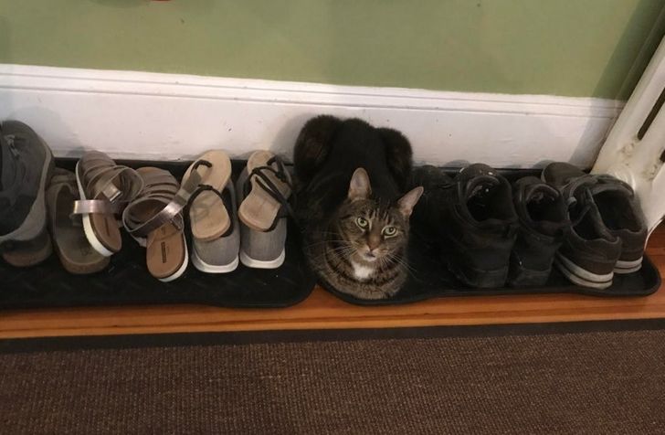 20+ Cats That Found the Perfect Place to Chill, and You Couldn’t Convince Them Otherwise