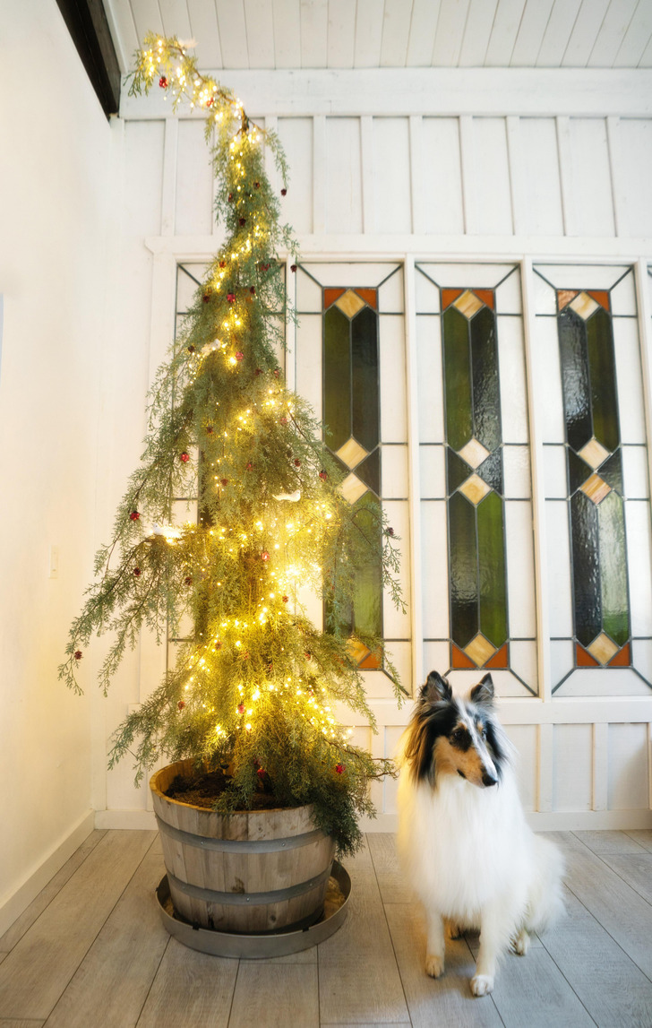 A Basket or Planter Instead of a Tree Skirt