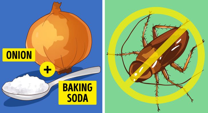 7 Natural Ways to Get Rid of Insects from Your Kitchen