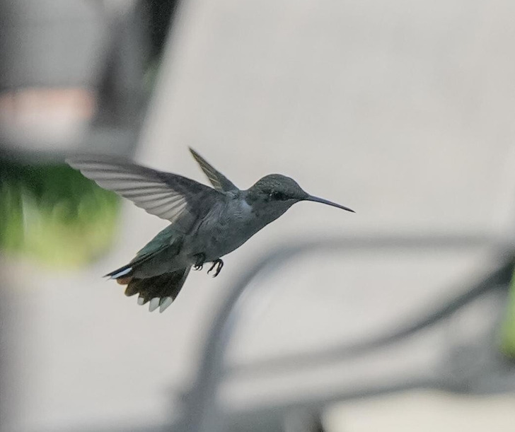 A First Hummingbird Who Came to the Kitchen Window Before Heading South