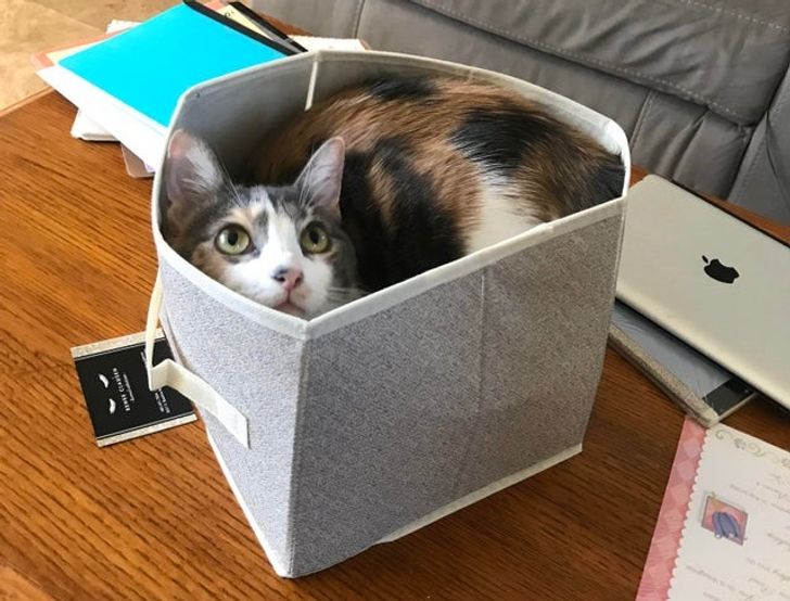 Prečo sú vaše mačky závislé na malých priestoroch a krabiciach