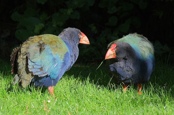 A female and a male takahē