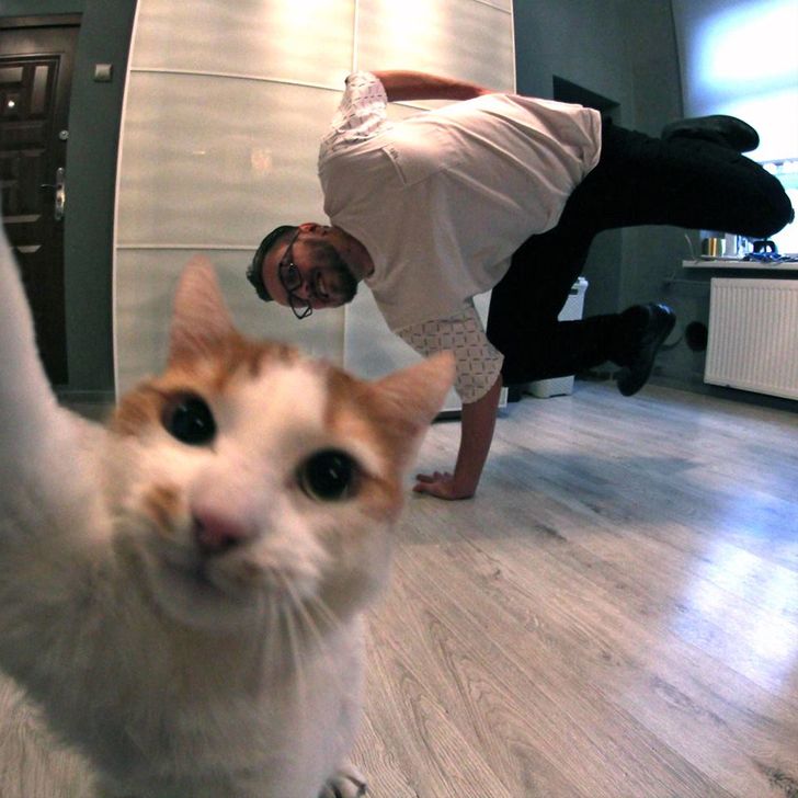 20+ Photos of Cats Who Won the Selfie Game to Celebrate the National Cat Day