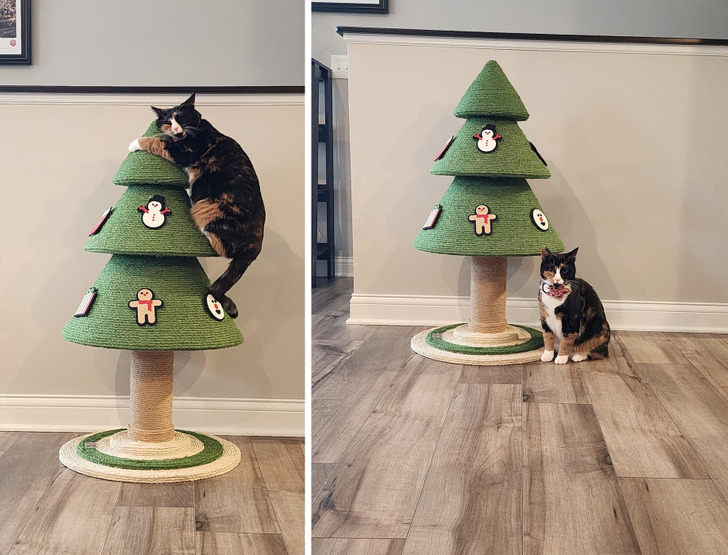 The ‘Perfect’ Christmas Photo of a Cat on a Cat Tree, and the Bonus Picture