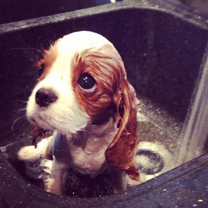 16 Sad Animals Who Are Just Waiting for Your Cuddles