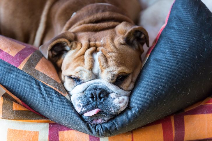 A Complete Guide to Finding a Dog to Perfectly Match Your Personality and Lifestyle