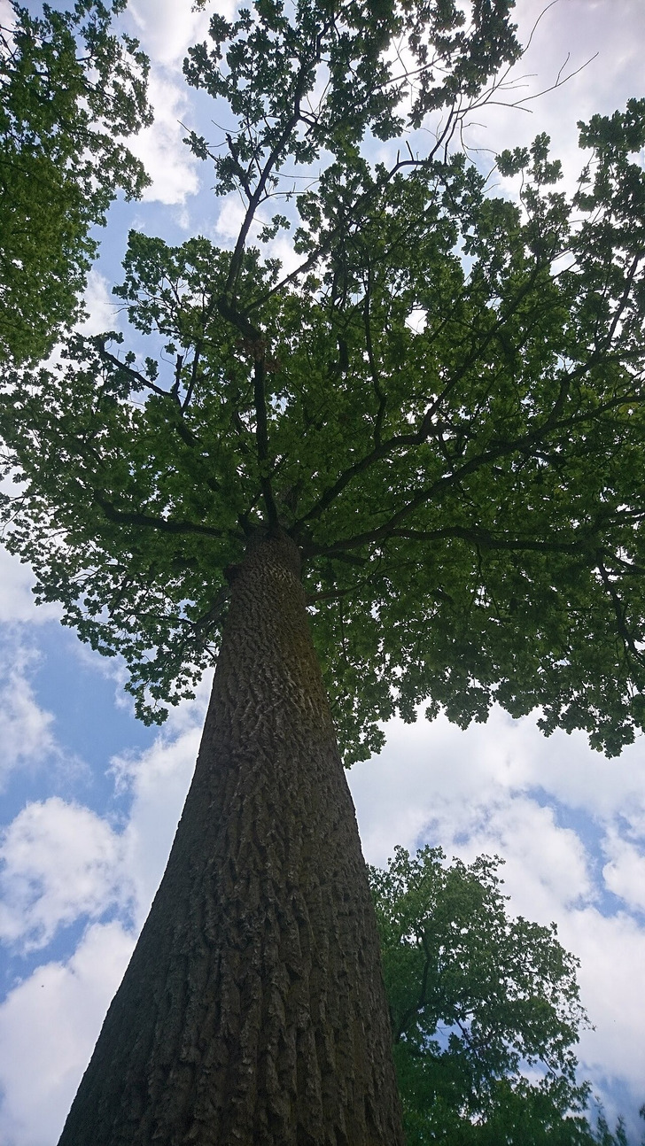 One of the oaks on Visingsö, Sweden