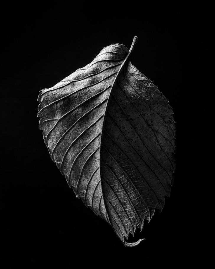 Leaves, Pods and Dandelions: Everything One Daughter Picked Up on Walks, Photographed Like Museum Pieces