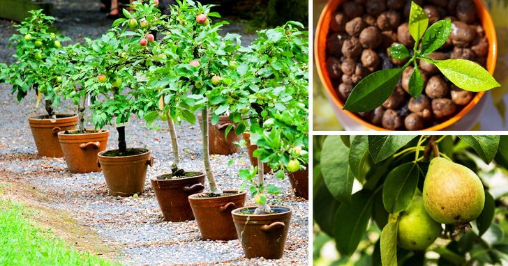 8 Fruit Trees You Can Grow From The Seeds And Pits Of Your Own Fruit