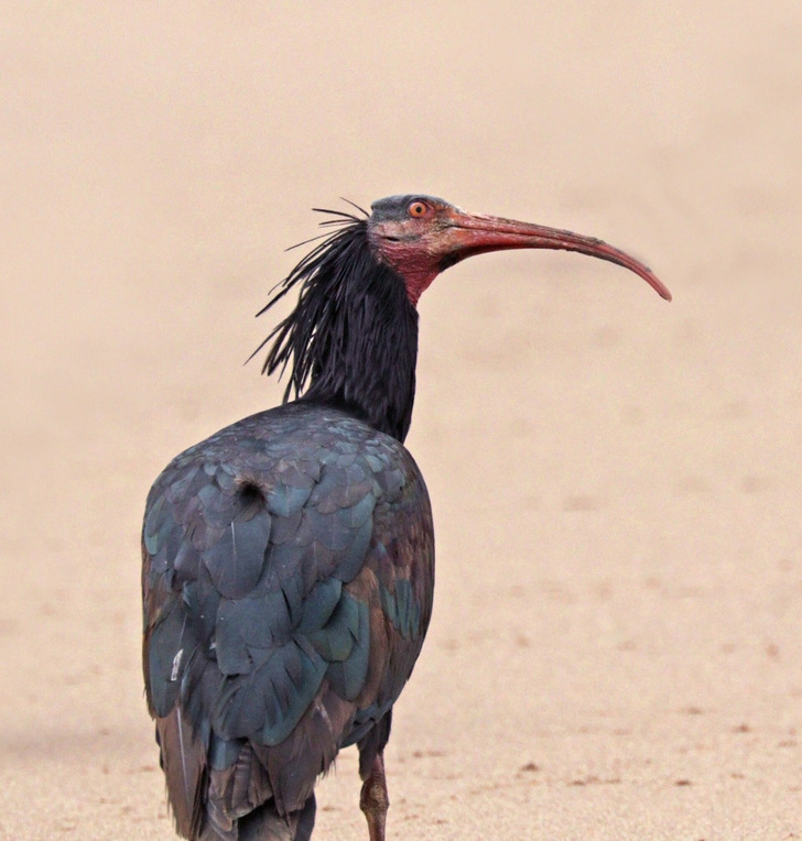 A northern bald ibis