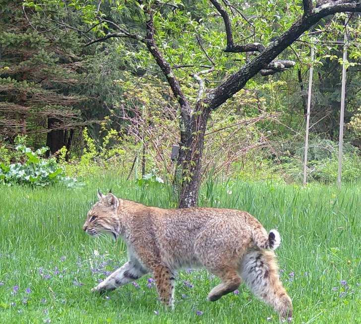 A Bobcat Strolled Through a Connecticut Back Yard, One of Five Cameras on the Property
