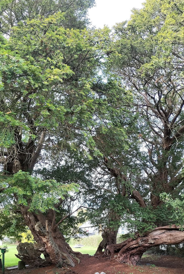 The Llangernyw Yew, Conwy, Wales