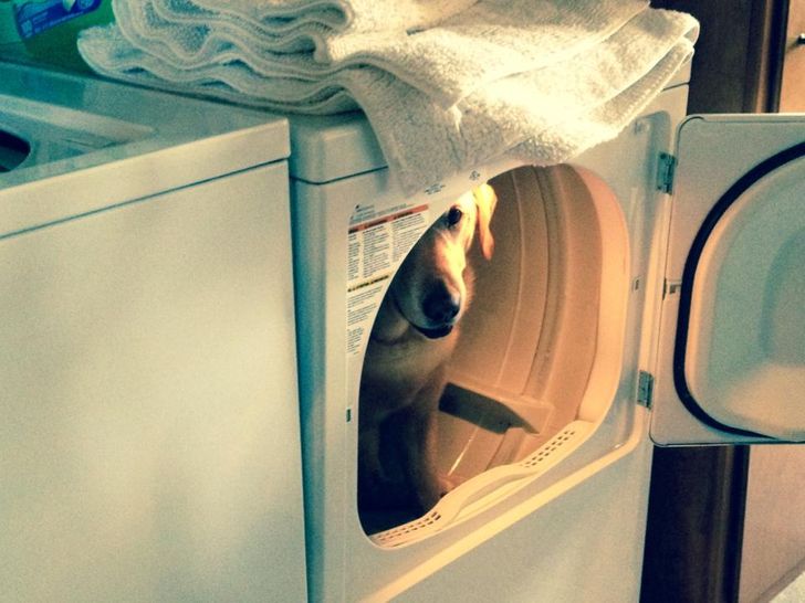 20 dogs who think they’ve found the perfect hiding place