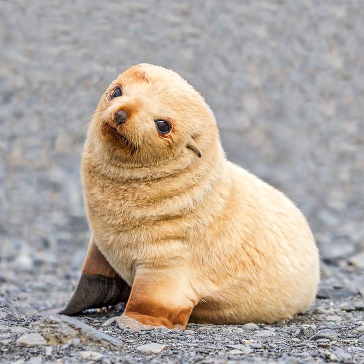 25 Baby Animals That Are Too Cute For Words