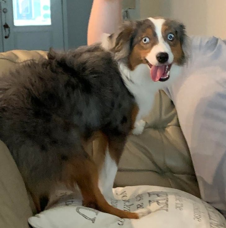 20 Dogs Whose Craziness Could Lift Anybody Up