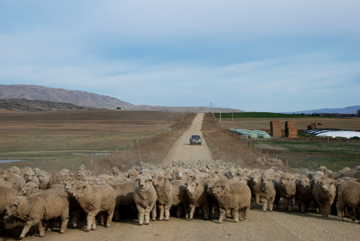 A sheep traffic jam near Patearoa, Otago