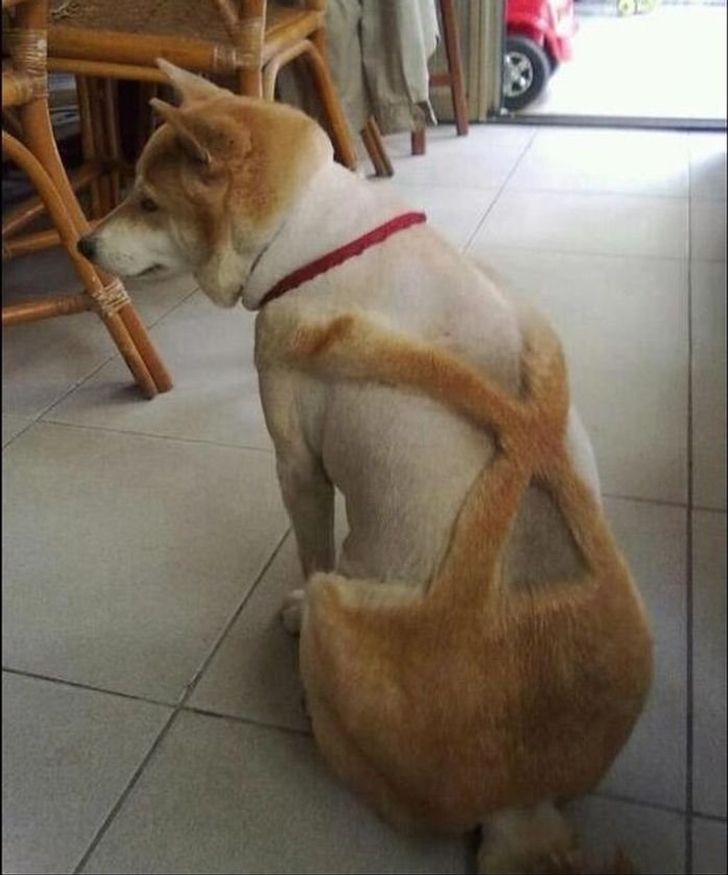 pet cuts