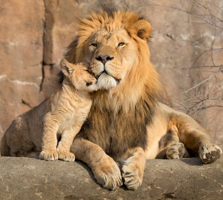20 Animal Families That Will Make You Want to Hug Your Parents Right Away