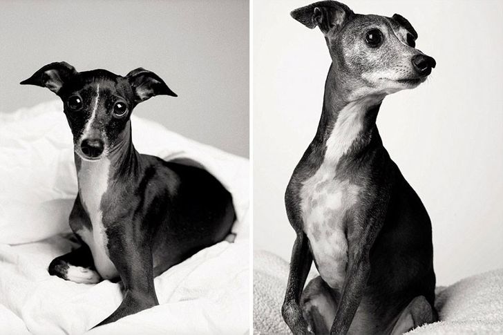How dogs get older: A fascinating and deeply touching photography project