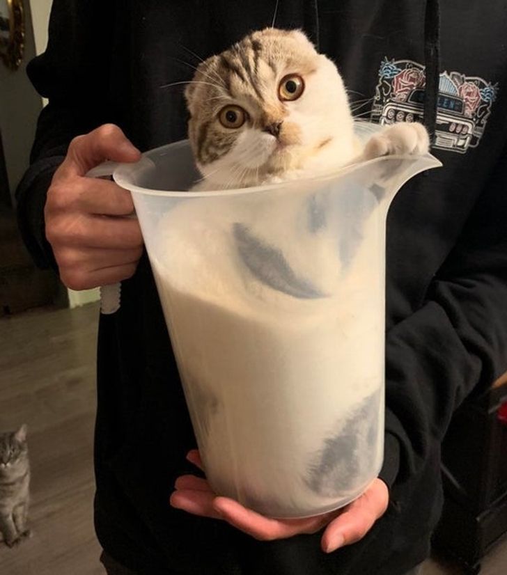 15 Photos That Prove Cats Are Liquid