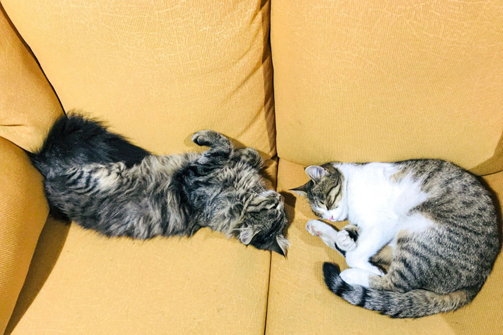 “You Mean You’re Getting Another Cat?”