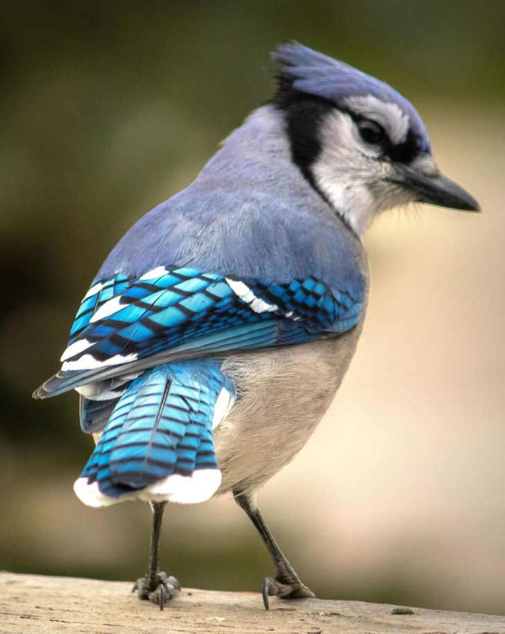The Majestic Wings of the Blue Jay Bring the Colors of the Sea to the Sky /  Bright Side