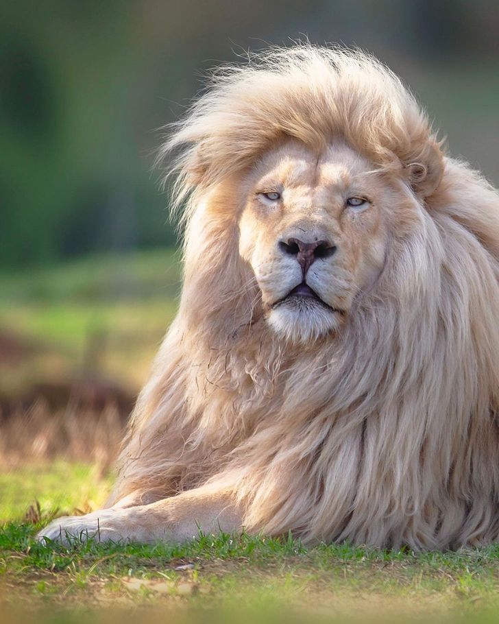 A Photographer Immortalizes the Beauty of a White Lion From Every Angle