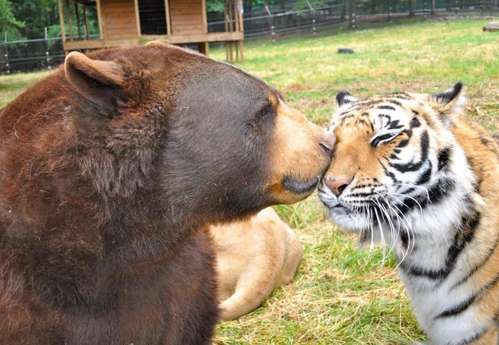 A Lion, a Bear, and a Tiger Who Were Rescued From Abusive Owners Decided to Live as a Family
