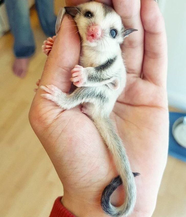 36 Cuddly Animals From Australia for 