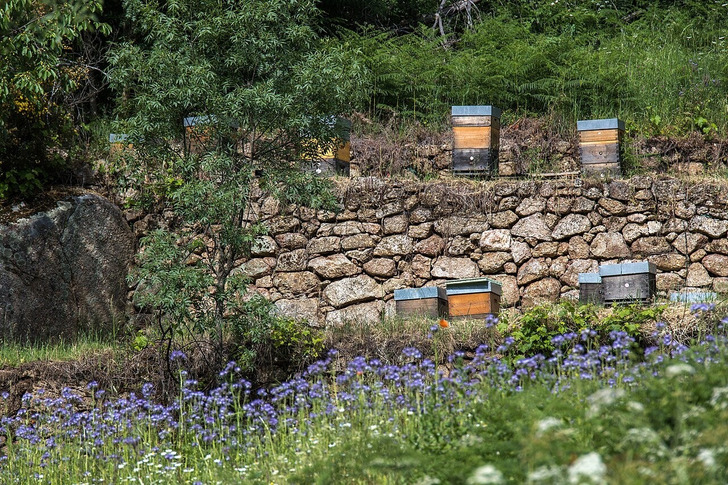 An apiary in Portugal, 2026